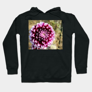 Maroon Petals Hoodie